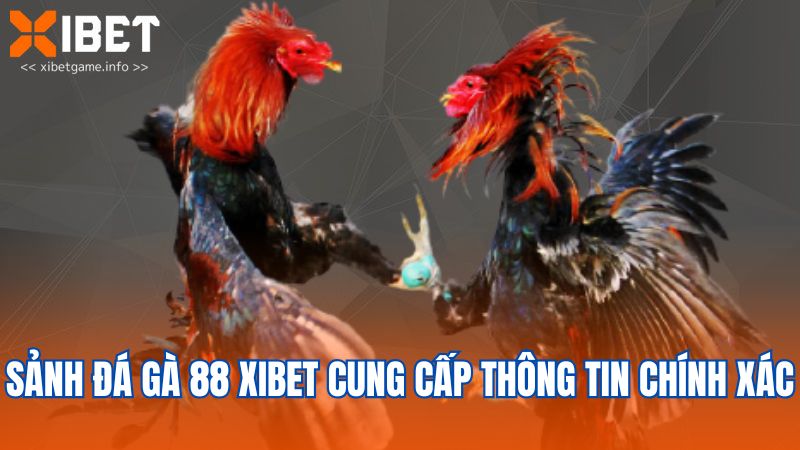 Sảnh đá gà 88 XIBET cung cấp thông tin chính xác